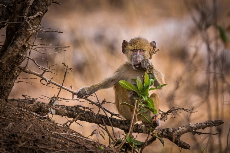 124 Zambia, South Luangwa NP, baviaan.jpg